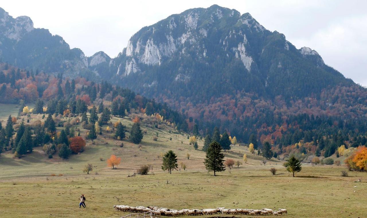 Taverna Pietrei Craiului Zărneşti Bagian luar foto
